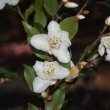 Camellia handelii